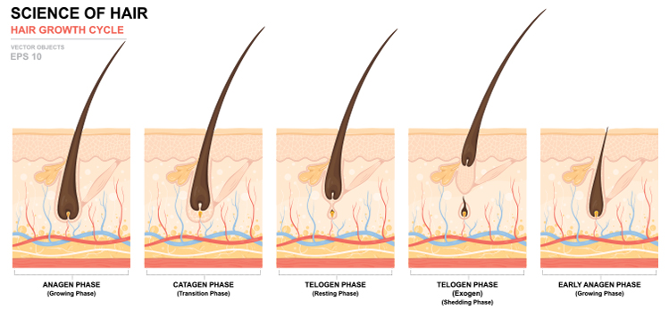 anatomical-training-poster-hair-growth