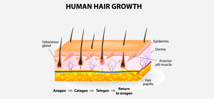 hairfollicle-cycling-anagen-growth-phase