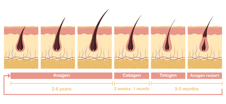 hair-growth-cycle-illustration-anatomical-diagram
