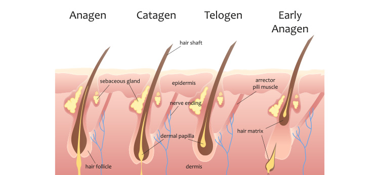Anti Hairfall Shampoo | ĎHT Blockers & Biotin | Man Matters